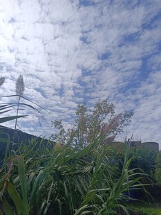 蓝天白云下的绿植风景