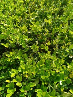 翠绿繁茂的植物景观