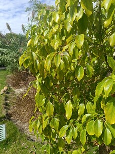 绿叶繁茂的植物景观