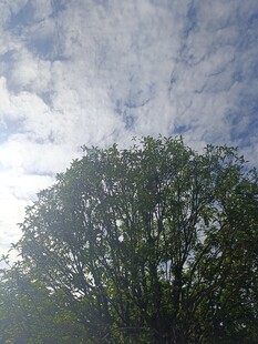 阳光下的绿树与天空