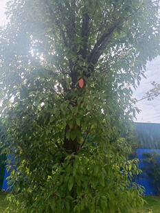 绿叶繁茂的大树