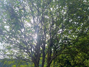 阳光透过枝叶的绿意景象