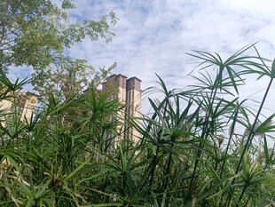 绿植掩映下的高楼