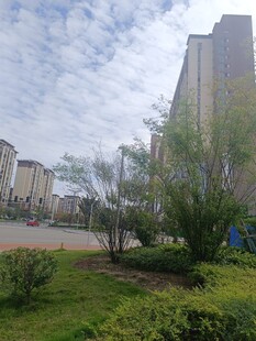 小区内的绿化与建筑景观