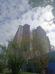 城市高楼与周边绿植景观