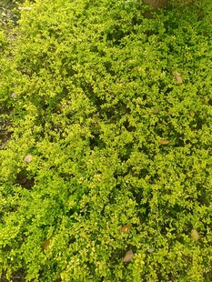 翠绿繁茂的植物墙