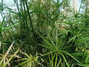 繁茂绿植景观