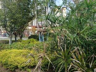 城市中的绿植景观