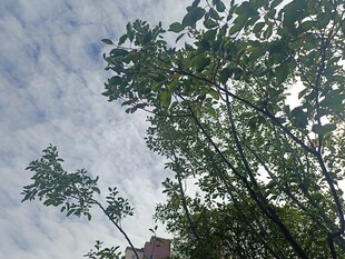 蓝天白云下的葱郁树木