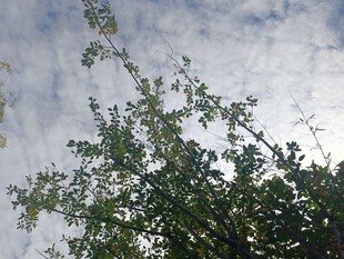 枝叶间的天空景致