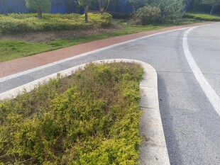 道路旁的绿植景观