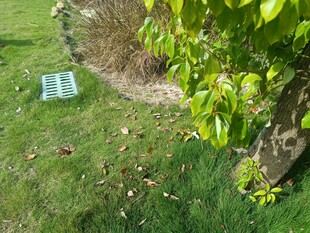 草地上的绿植与透明物件