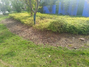 绿意盎然的园林景观