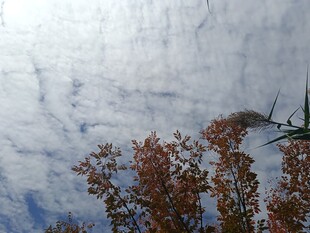 秋日树梢上的云海景观