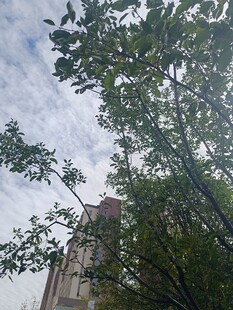 透过枝叶望高楼