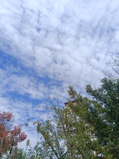 秋日树梢上的蓝天白云