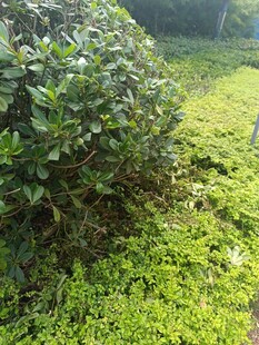 绿意盎然的植物景观