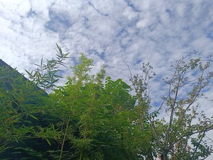 蓝天白云下的葱郁绿植