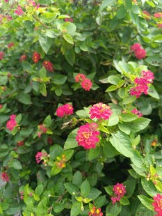 鲜艳花丛中的美丽红花朵