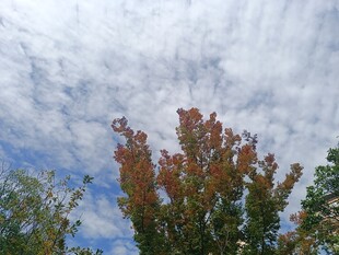 秋日树梢与蓝天白云