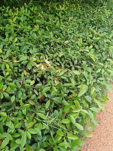 翠绿繁茂的低矮植物景观