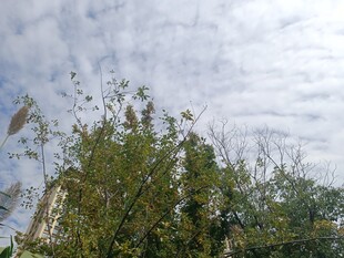 天空下的繁茂绿植