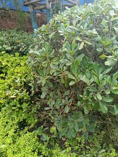 绿叶繁茂的灌木丛