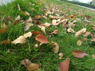 草地上散落的多彩落叶