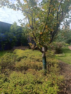 户外树木与繁茂草地景观