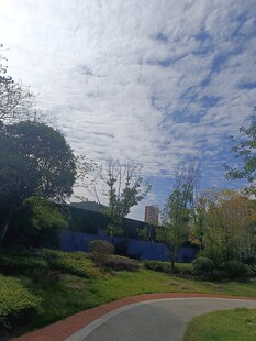 公园小路旁的蓝天绿树