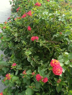 鲜艳花丛绽放美丽花朵