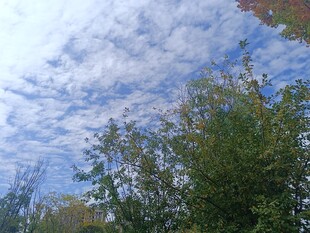 蓝天白云下的葱郁树木