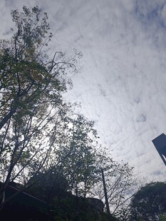 仰视天空中的树木景象