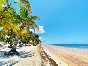 热带海滩椰林美景