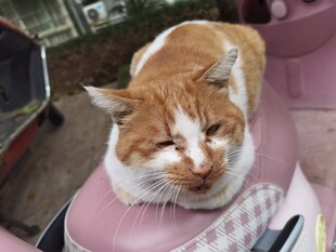 橘白猫咪惬意躺坐