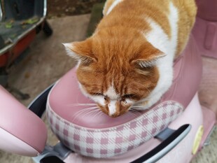橘猫趴在粉色电动车座上