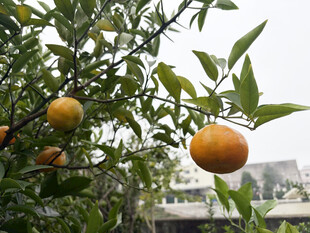 枝头挂满金黄橘子