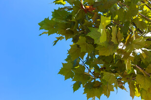 绿叶蓝天相映成趣