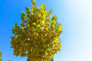 蓝天映衬下的葱郁绿树