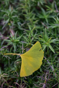 银杏叶静卧于绿植间