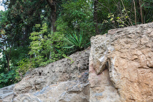 岩石旁的繁茂绿植