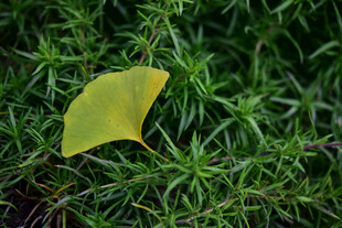银杏叶飘落于翠绿草丛中