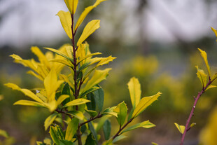 金黄嫩叶植物