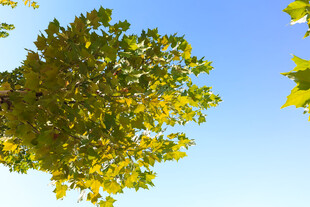 蓝天映衬下的繁茂树叶