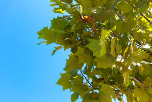 阳光下的翠绿树叶