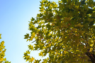 阳光下的葱郁树叶