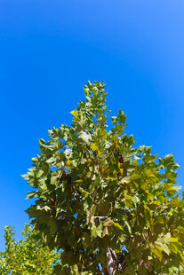 蓝天映衬下的葱郁绿树