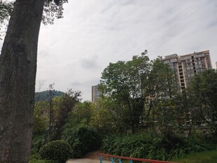 小区园林景观绿树环绕