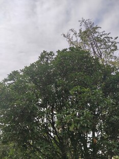 天空下的葱郁树木