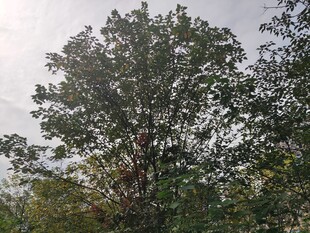 高大繁茂的绿树